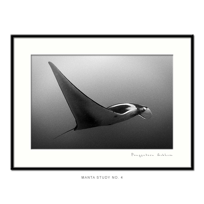 Underwater Photo Gallery