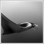 Underwater image of Manta Ray (Manta birostris) - Manta Study No. 4 - Pongsatorn Sukhum