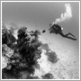 Tsunami Reef - Pongsatorn Sukhum