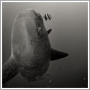 Underwater image of Ocean Sunfish (Mola mola) - Mola Mola - Pongsatorn Sukhum