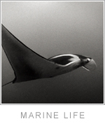 Marine Life image gallery